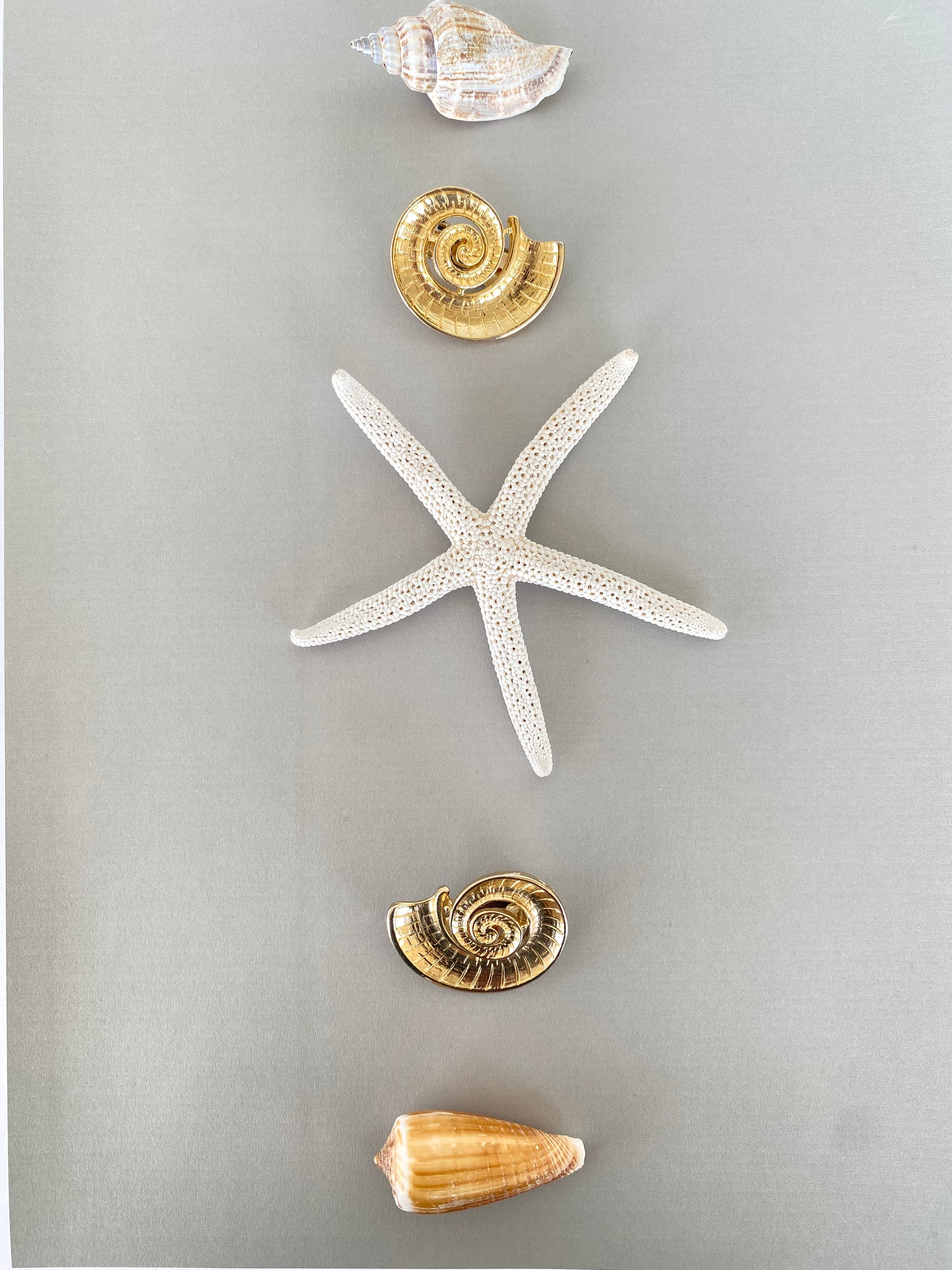 Ammonite orecchini a clip a conchiglia
