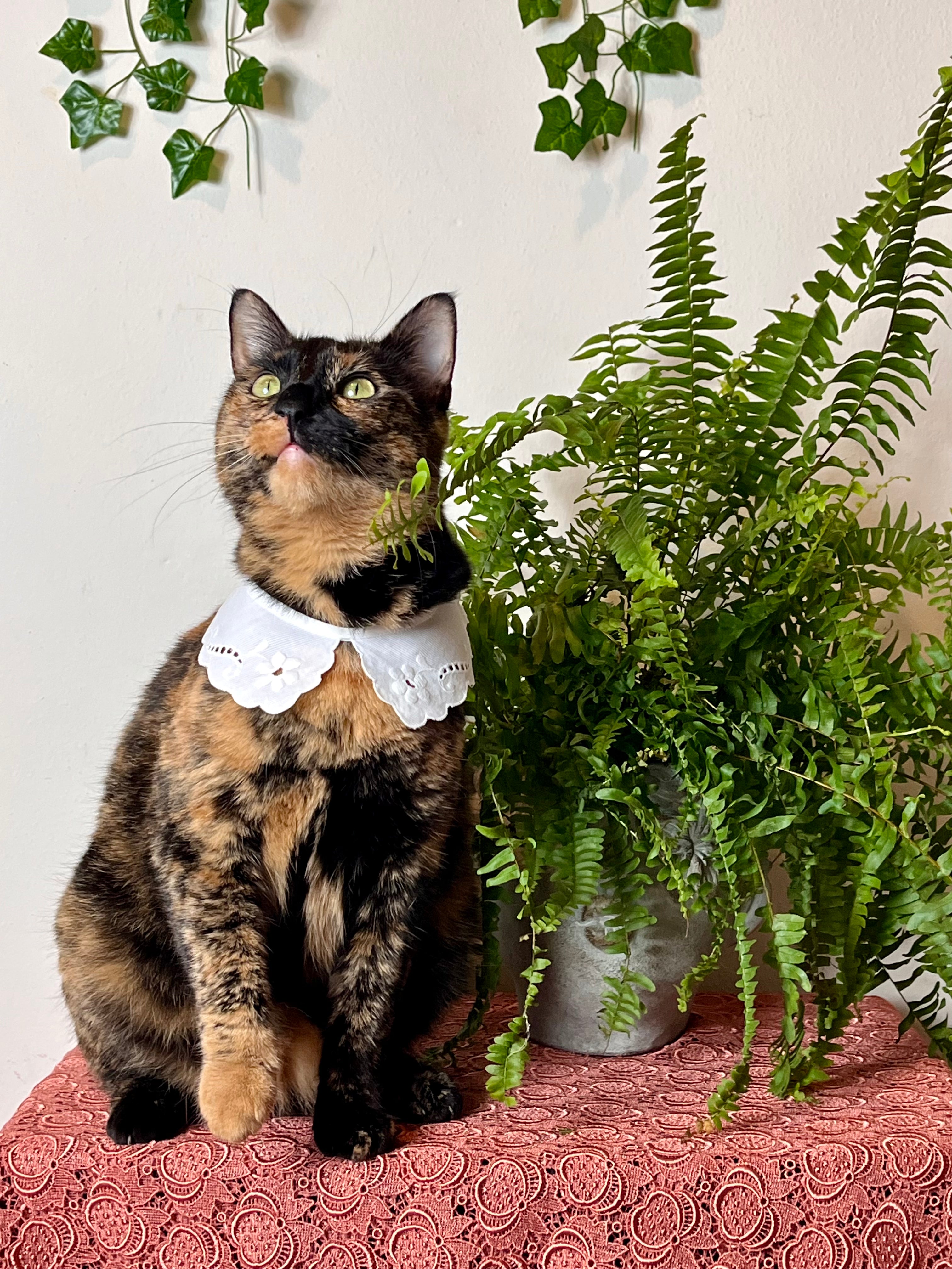 Colletto modello Puritan in cotone ricamato