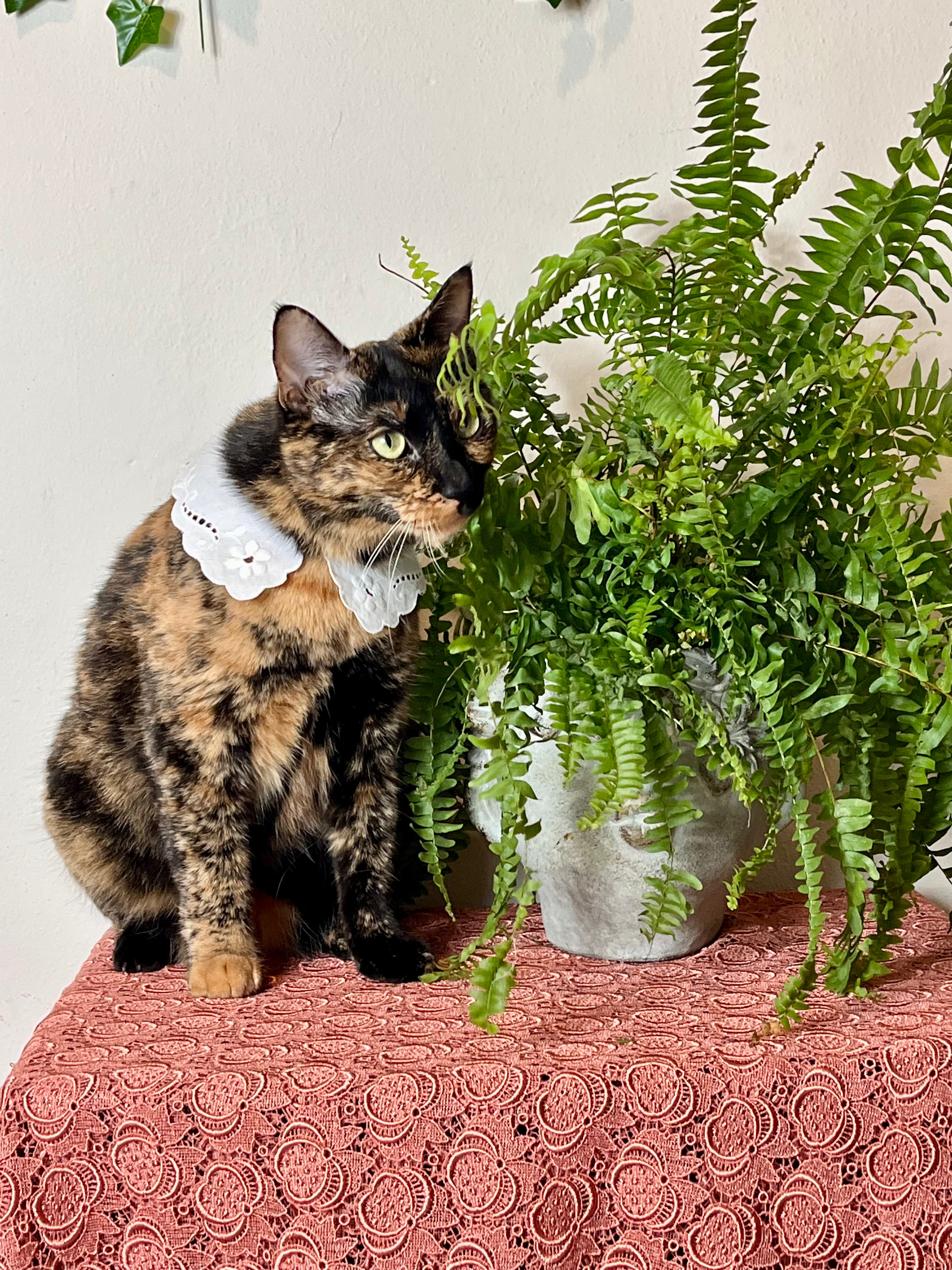 Colletto modello Puritan in cotone ricamato