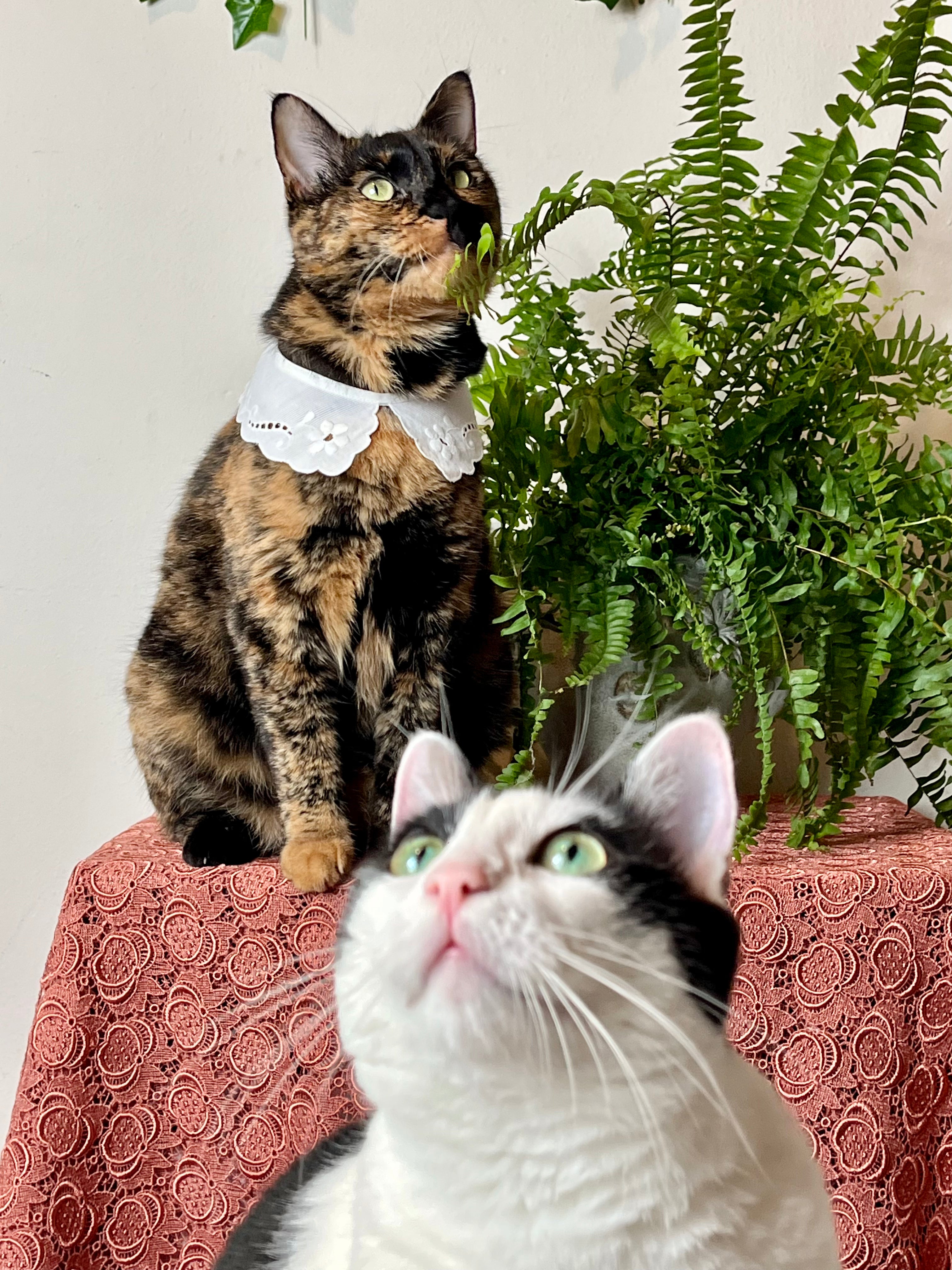 Colletto modello Puritan in cotone ricamato