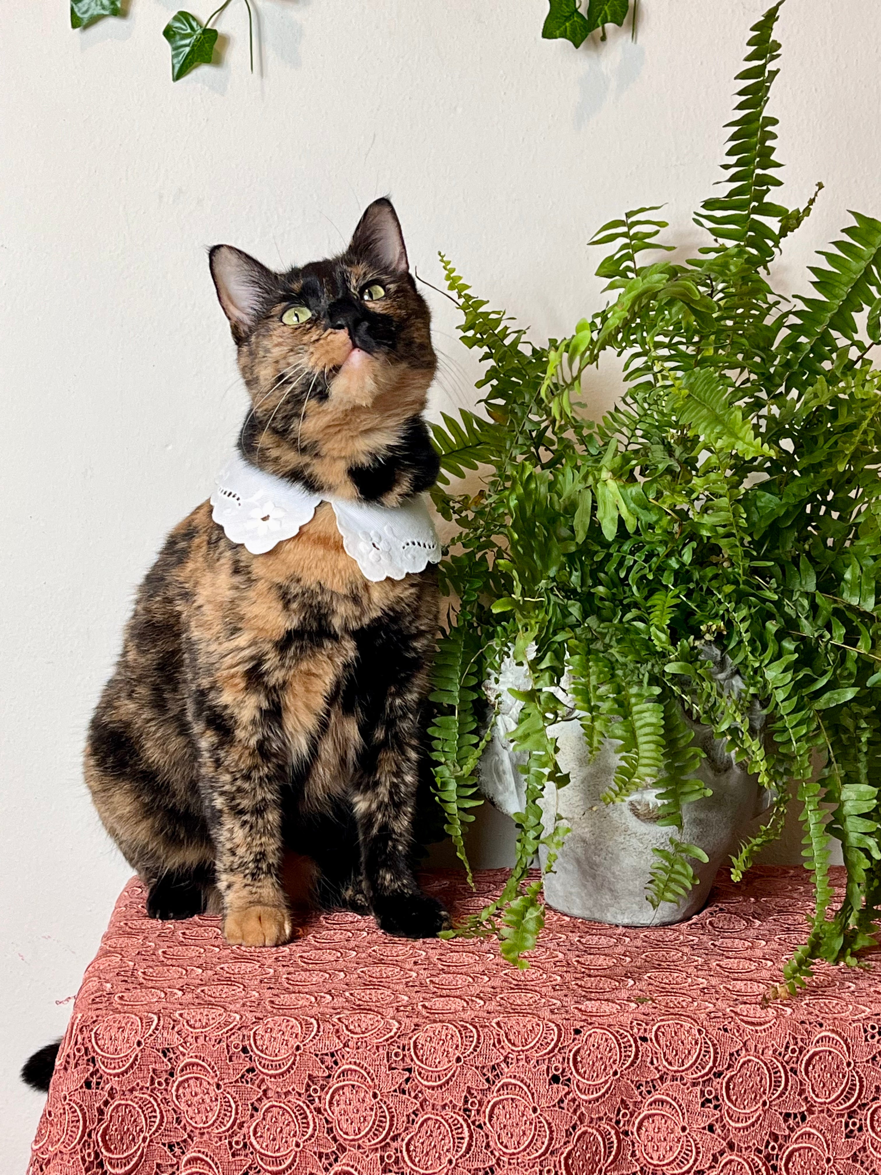 Colletto modello Puritan in cotone ricamato