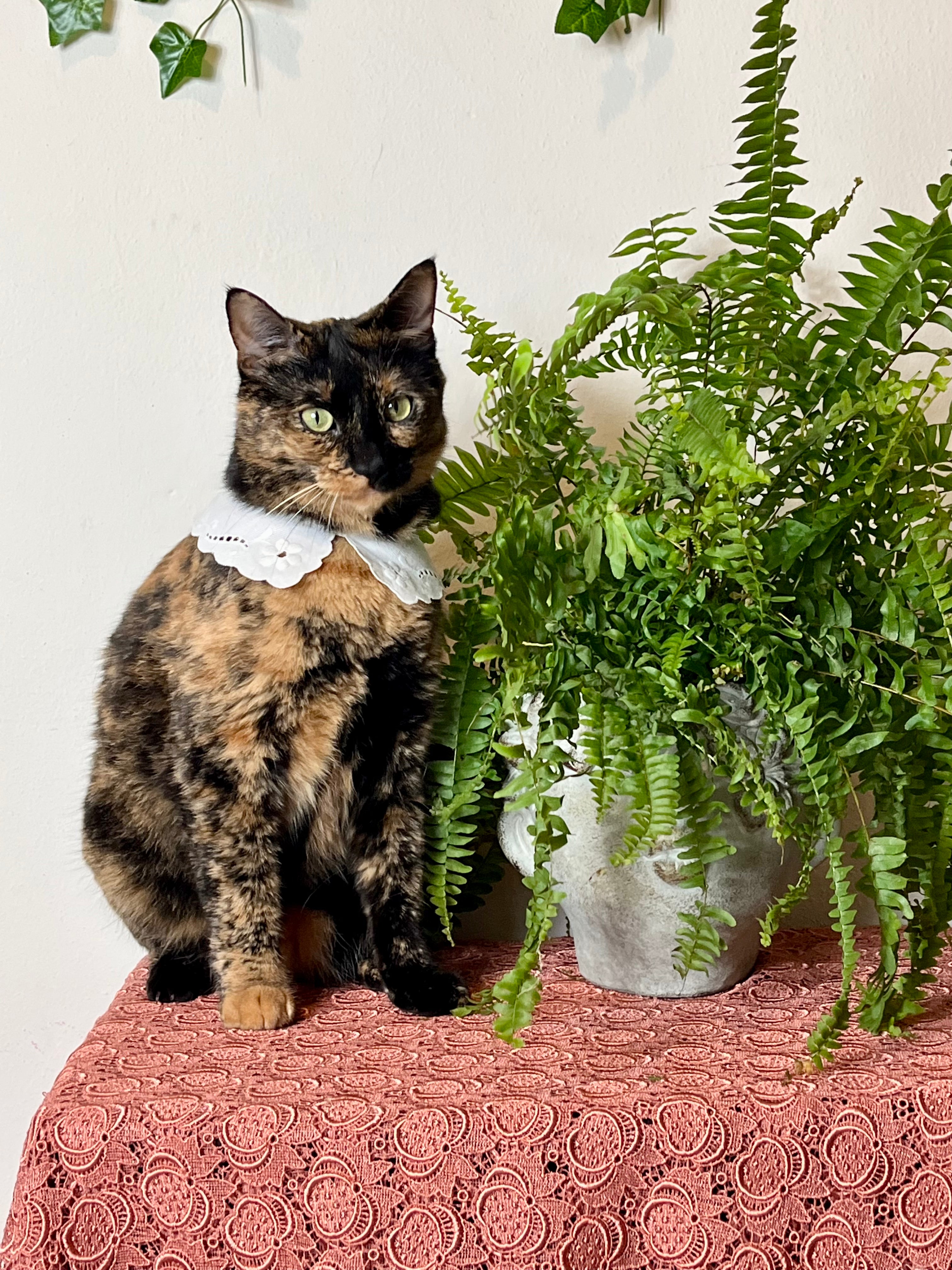 Colletto modello Puritan in cotone ricamato