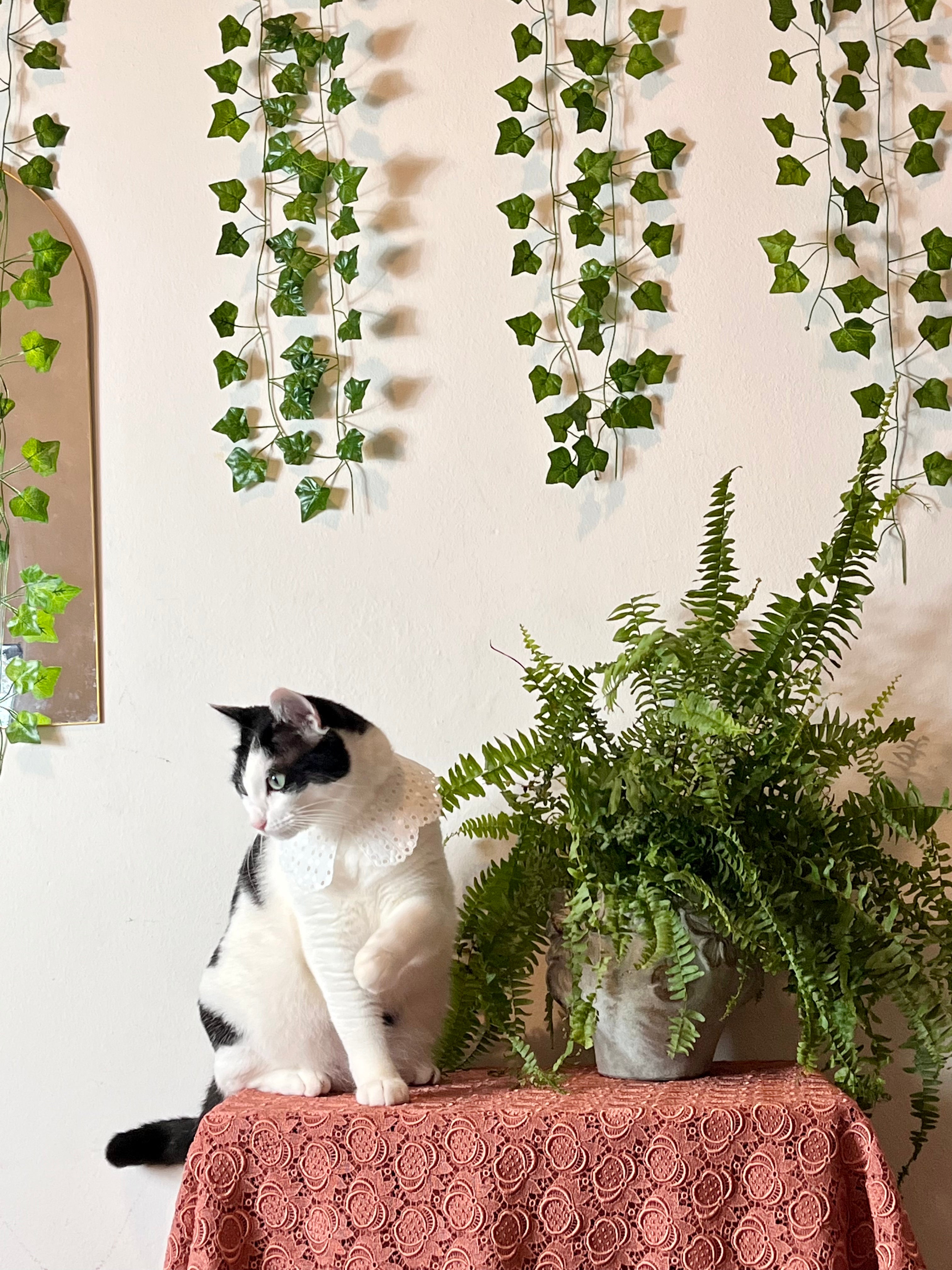 Colletto in cotone Puritan