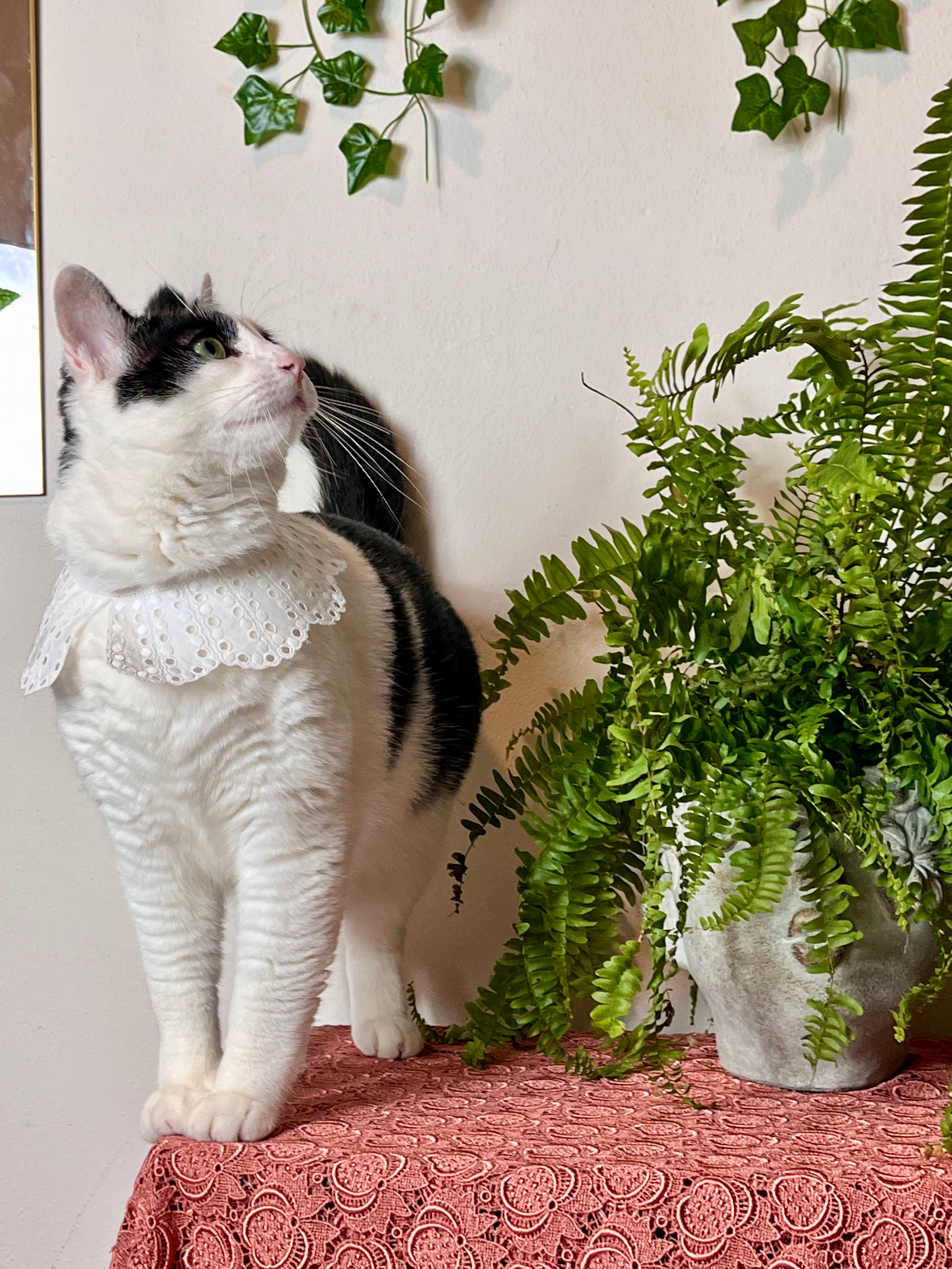 Colletto in cotone Puritan