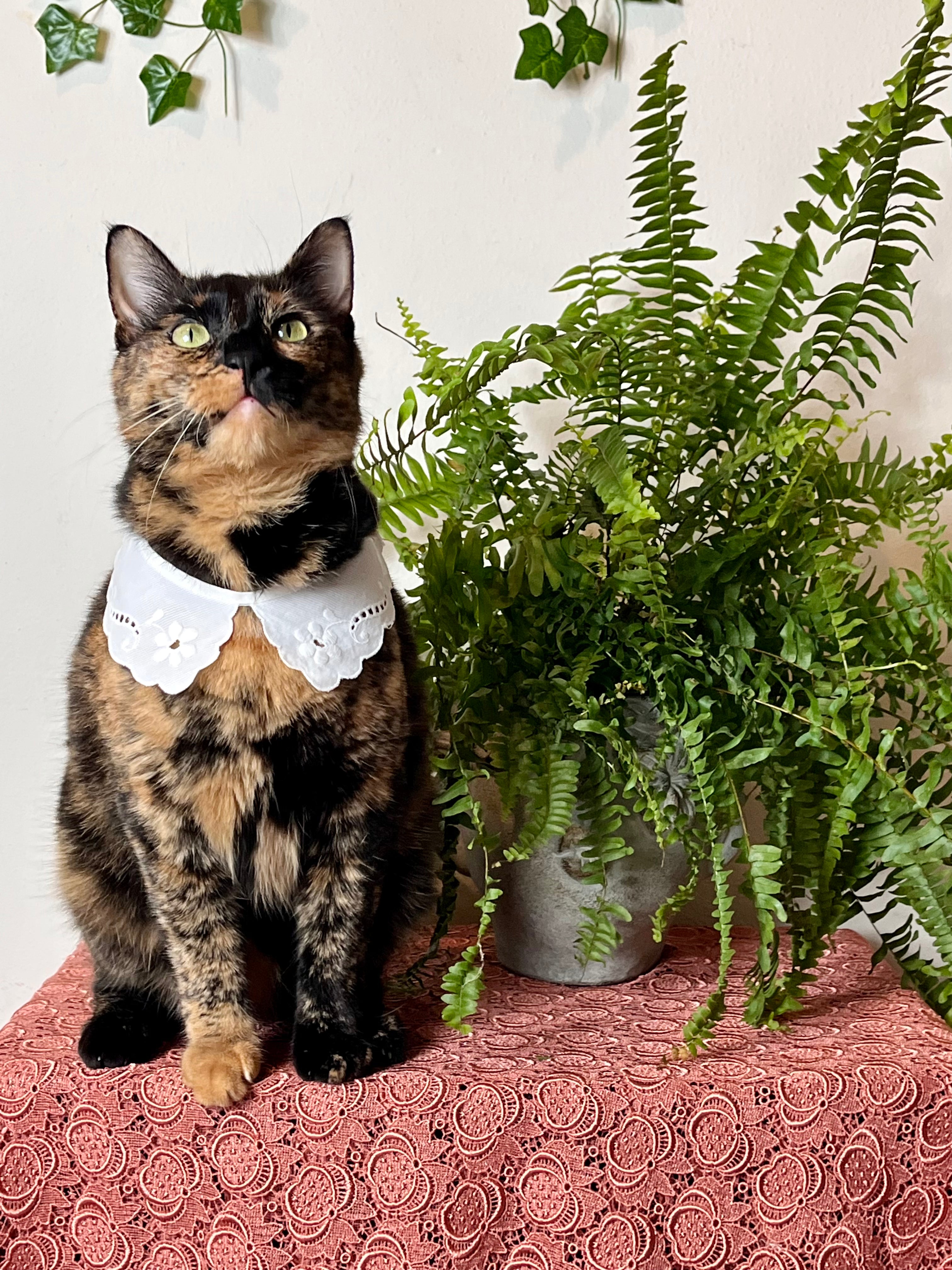 Colletto modello Puritan in cotone ricamato