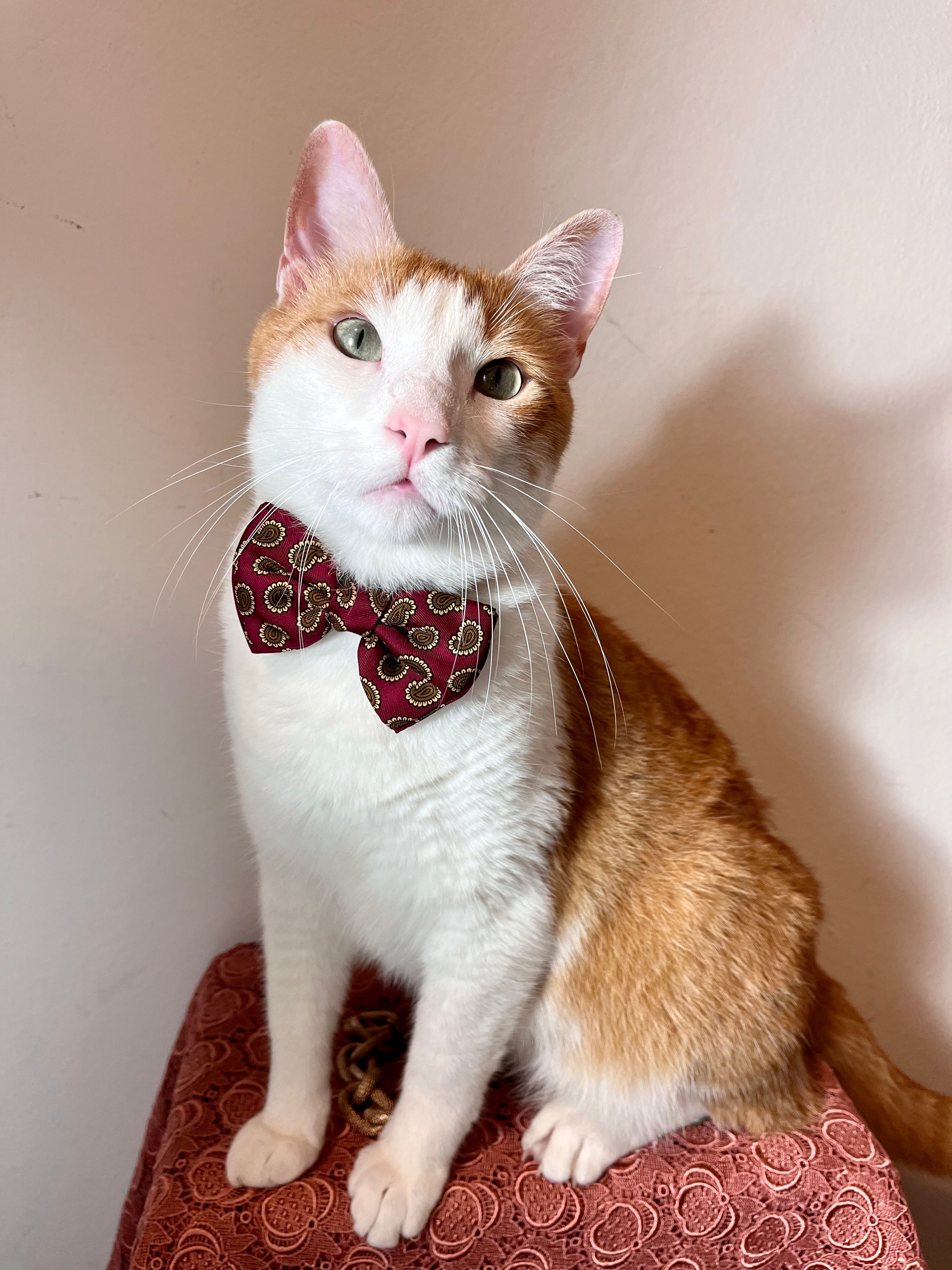 Noeud papillon Armani en pure soie baroque